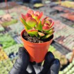 Crassula ovata Sukulent