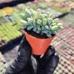 Graptopetalum mirinae cristat