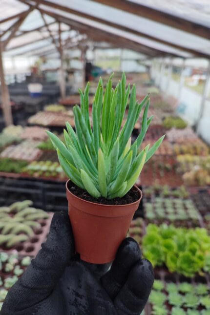 Senecio barbertonicus