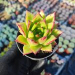 Agavoides christmas