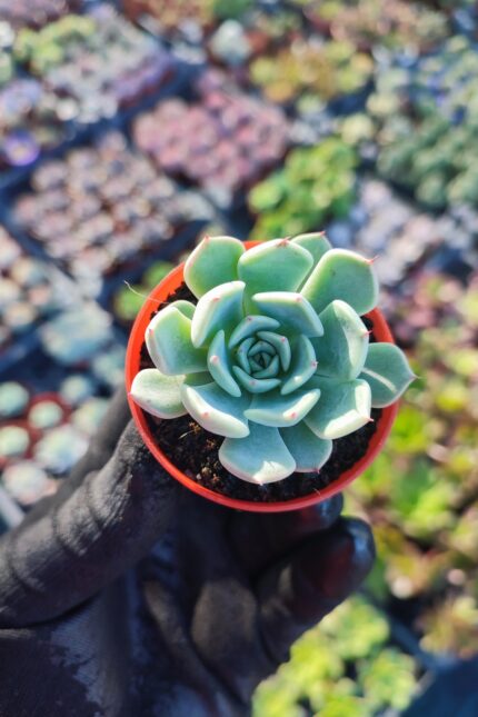 Echeveria Clara