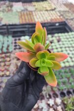 Crassula capitella - Görsel 2