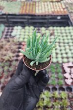 Senecio barbertonicus - Görsel 2