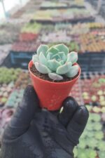 Echeveria Clara - Görsel 2