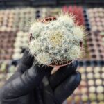 Mammillaria prolifera