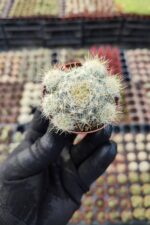 Mammillaria prolifera