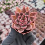 Agavoides Miranda Sukulent
