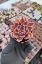 Agavoides Miranda Sukulent