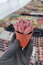 Agavoides Miranda Sukulent - Görsel 2