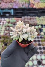 Graptopetalum mirinae cristat - Görsel 2