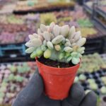 Graptopetalum mirinae cristat