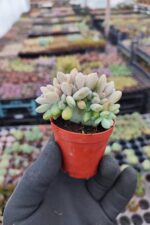 Graptopetalum mirinae cristat