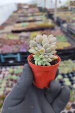 Graptopetalum mirinae cristat - Görsel 3