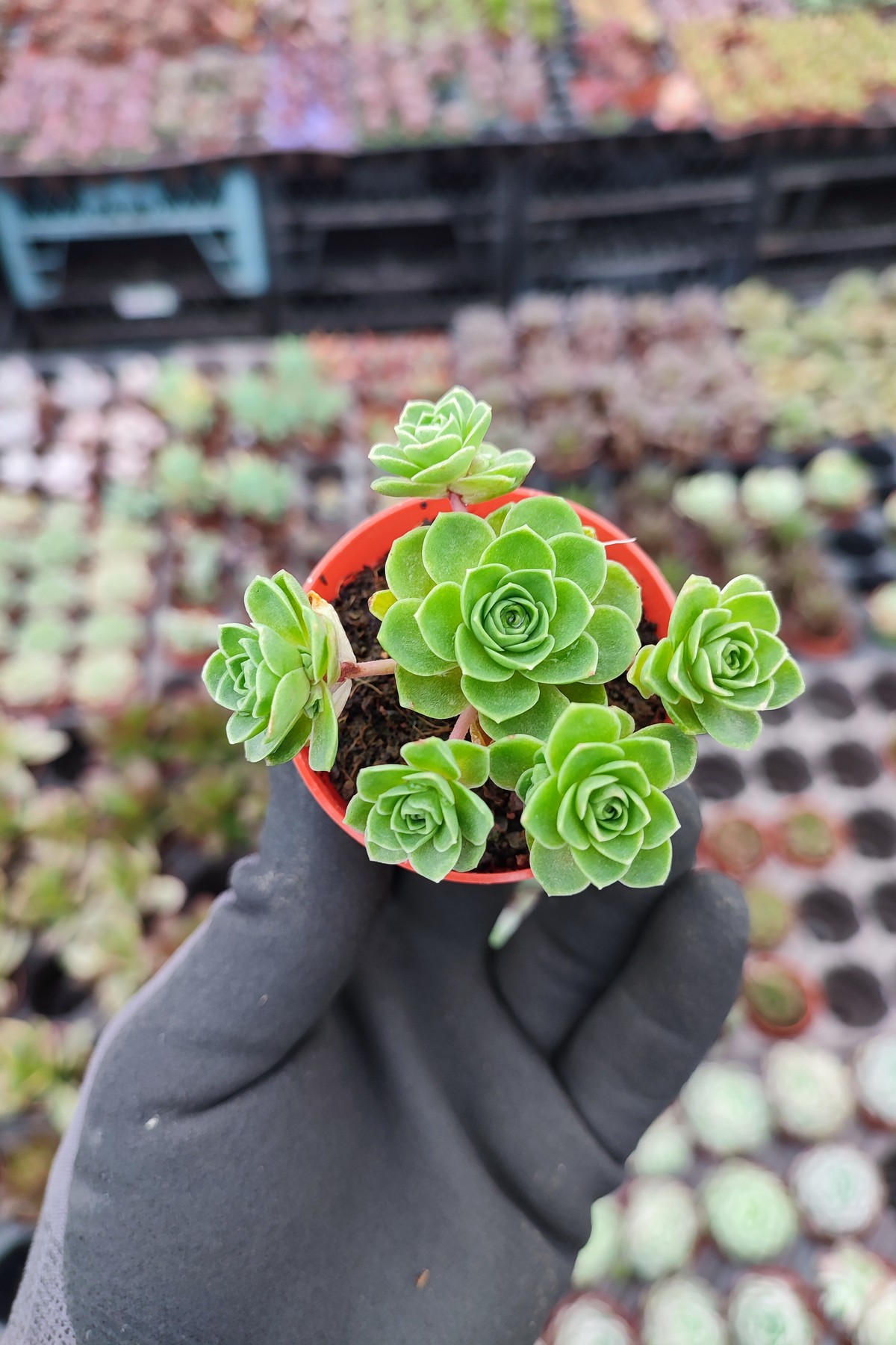 IMG_20260207_123107 Greenovia Aurea - Görsel 1