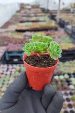 Greenovia Aurea - Görsel 2