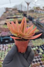 Crassula capitella - Görsel 2