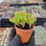 Crassula Platyphylla