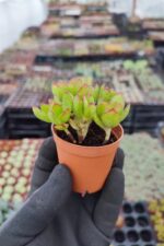 Crassula Platyphylla