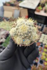 Mammillaria prolifera - Görsel 2