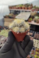 Mammillaria prolifera