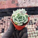 Echeveria Clara