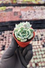 Echeveria Clara
