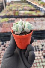 Echeveria Clara - Görsel 3