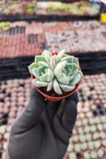 Echeveria Clara - Görsel 2