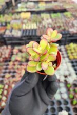 Crassula ovata Sukulent - Görsel 2