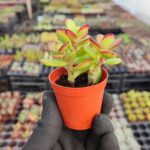 Crassula ovata Sukulent