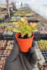 Crassula ovata Sukulent