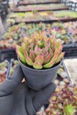 Agavoides christmas - Görsel 2