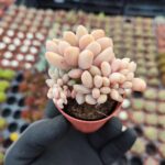 Graptopetalum mirinae cristat