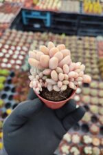 Graptopetalum mirinae cristat