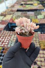 Graptopetalum mirinae cristat - Görsel 2
