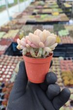 Graptopetalum mirinae cristat - Görsel 3