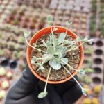 Orostachys iwarenge bankoklu