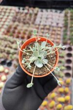 Orostachys iwarenge bankoklu