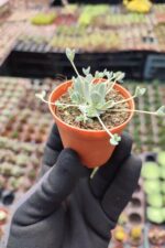 Orostachys iwarenge bankoklu - Görsel 2