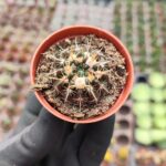 Mammillaria mammulosa - Sarı Çiçekli