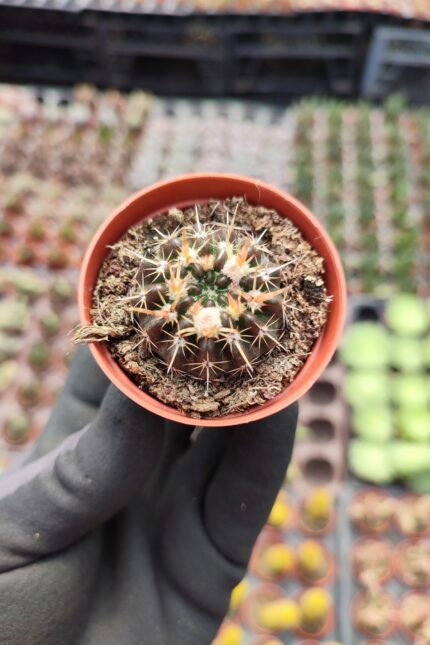 Mammillaria mammulosa - Sarı Çiçekli