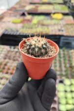 Mammillaria mammulosa - Sarı Çiçekli - Görsel 2