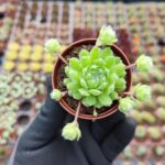 Sempervivum arachnoideum rubi