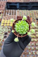 Sempervivum arachnoideum rubi