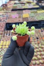 Sempervivum arachnoideum rubi - Görsel 2