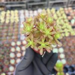 Aeonium Sedifolium