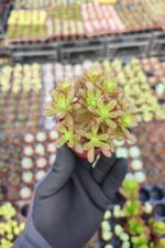Aeonium Sedifolium