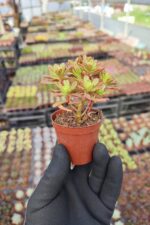 Aeonium Sedifolium - Görsel 2