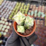 Crassula perforata variegata