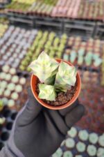 Crassula perforata variegata